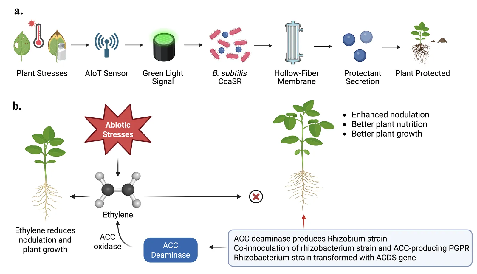 Two panels. Above, the ReLEAF chain from plant stresses through an AIoT sensor, a green light signal, B. subtilis CcaSR and a hollow-fibre membrane to protectant secretion and a protected plant. Below, the ethylene pathway that ACC deaminase interrupts.