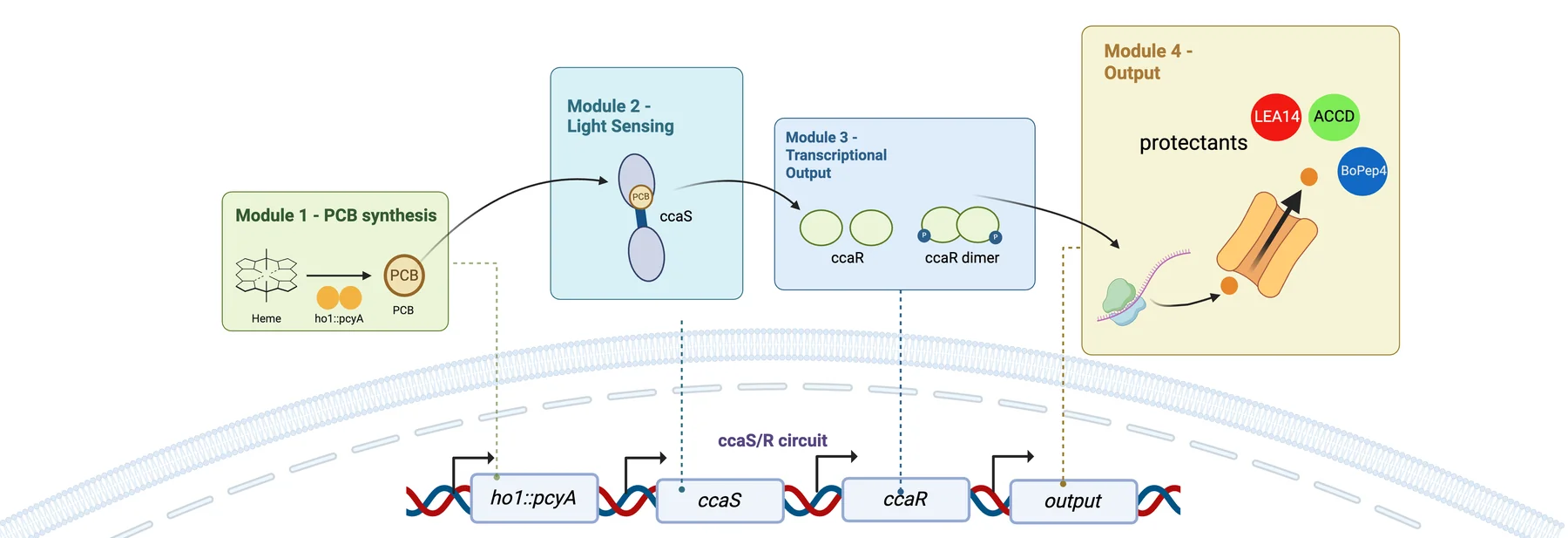Diagram of the four functional modules of the ReLEAF construct, each drawn as a row of promoter, ribosome binding site, coding sequence and terminator chips.