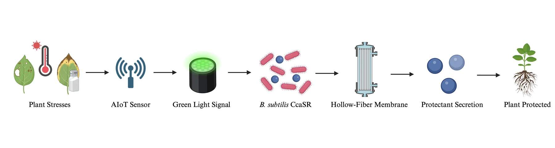 A left-to-right flow diagram in seven steps: plant stresses, AIoT sensor, green light signal, B. subtilis CcaSR, hollow-fiber membrane, protectant secretion, plant protected.
