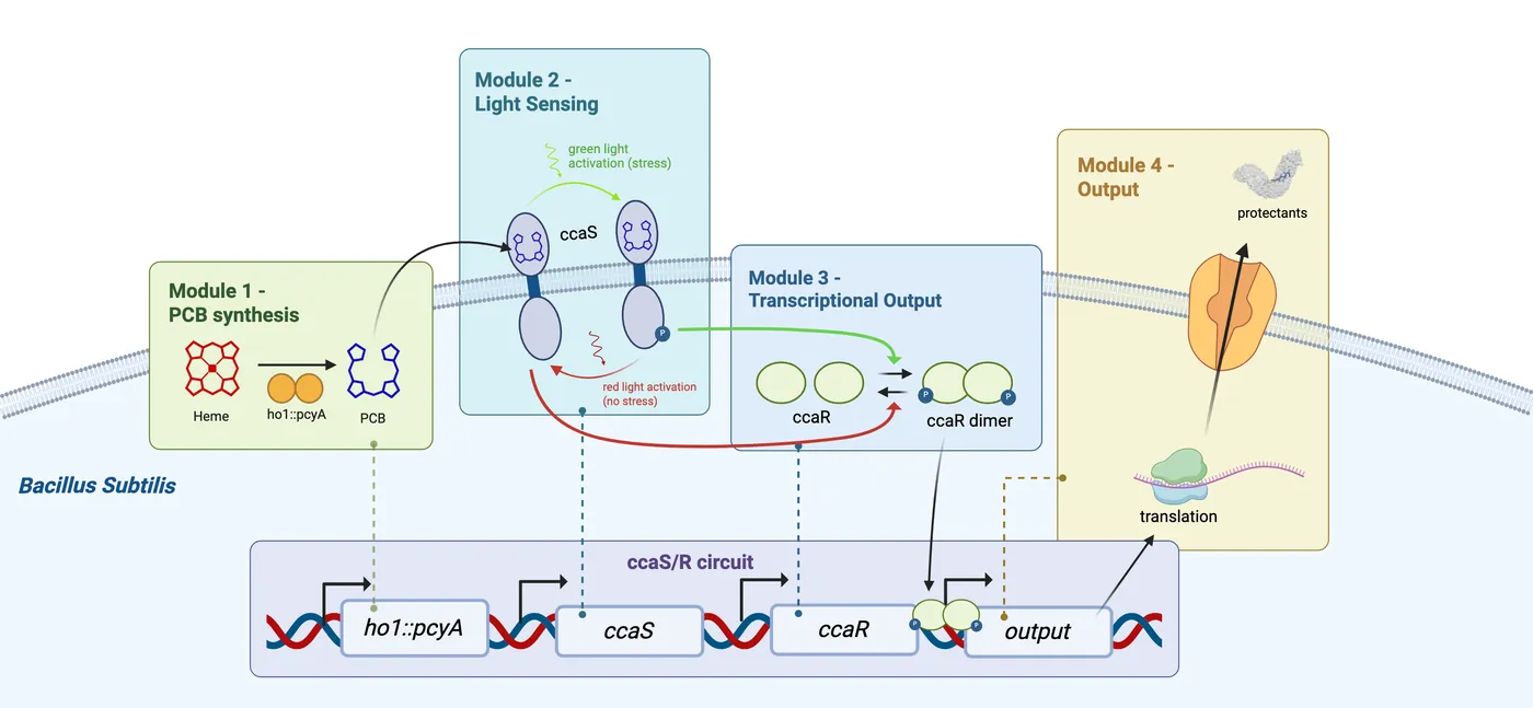 Diagram of the CcaS/R circuit in Bacillus subtilis in four modules: PCB synthesis from heme, light sensing by CcaS (green light on, red light off), transcriptional output through the CcaR dimer, and translation and secretion of the protectant output.