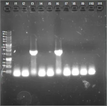 An agarose gel from 22 July of Level 1 ACCD assemblies beside a ladder; two lanes carry a bright band.