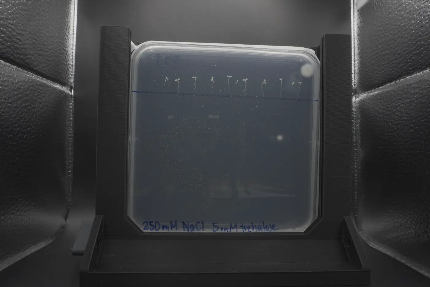 A square agar plate labelled 250 mM NaCl 5 mM trehalose in a dark holder, with a row of bleached seedlings.