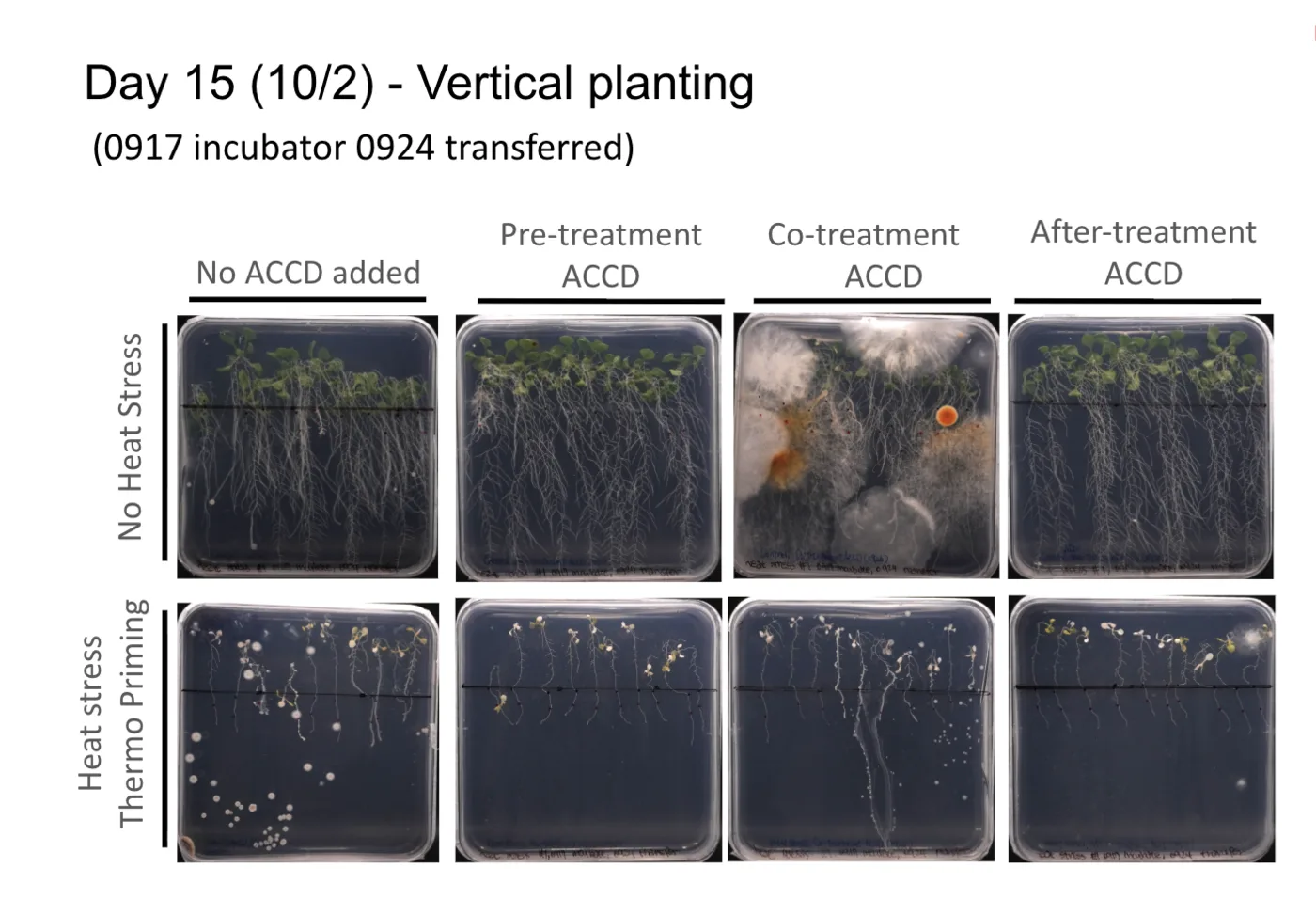 Day 15 vertical plates: no ACCD, pre-treatment, co-treatment and after-treatment across the top, unstressed above and heat-stressed below. The heat-stressed row is sparse in every column, and the unstressed co-treatment plate is overgrown by fungus.