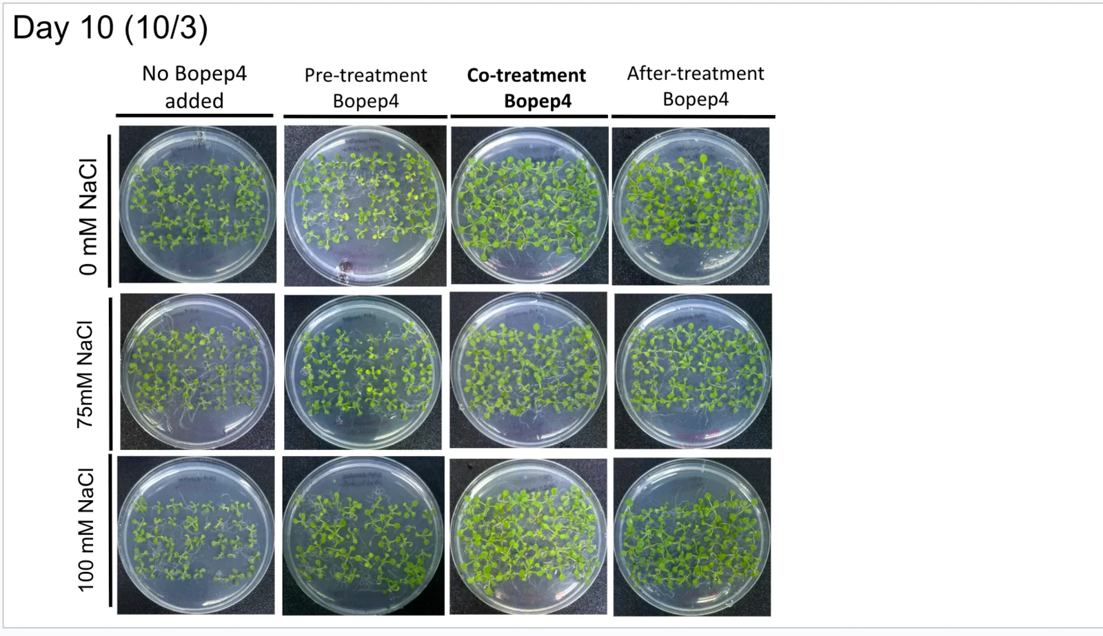 Day 10 plates in a grid: no BoPEP4, pre-treatment, co-treatment and after-treatment down the columns, 0, 75 and 100 mM NaCl down the rows. The co-treatment plate at 100 mM is greener and denser than its untreated row-mate.