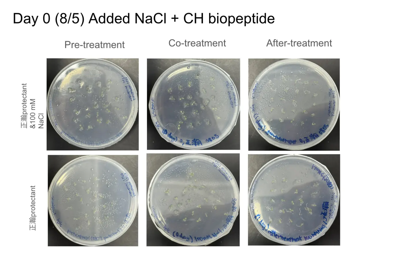 Six round agar plates on day 0, 5 August: pre-treatment, co-treatment and after-treatment with CH biopeptide, with and without 100 mM NaCl.