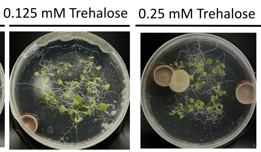 Two round plates labelled 0.125 mM and 0.25 mM trehalose, the seedlings tangled in fungal growth.