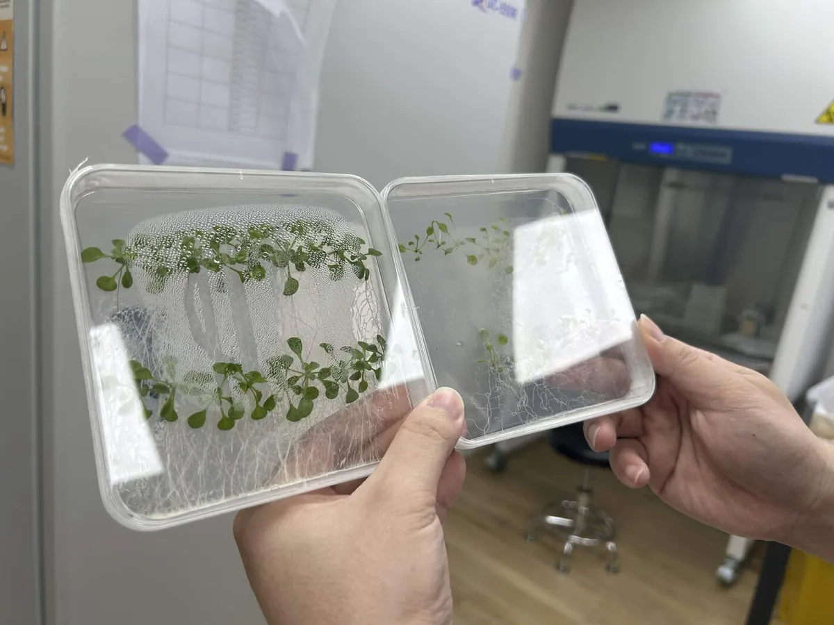 A hand holds up a clear square plate of evenly spaced, healthy green Arabidopsis seedlings.