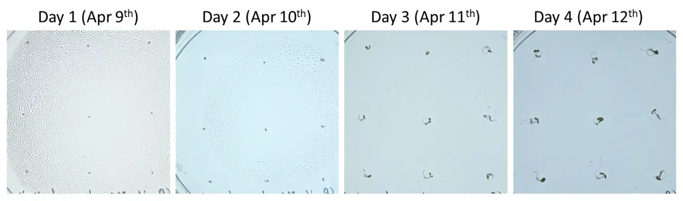 Four square agar plates photographed on days 1 to 4 (9 to 12 April), with only a few scattered seeds on each.