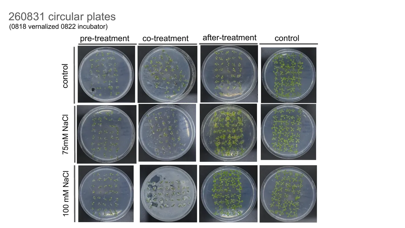 Set 8 plates at 0, 75 and 100 mM NaCl, several overgrown by contamination.