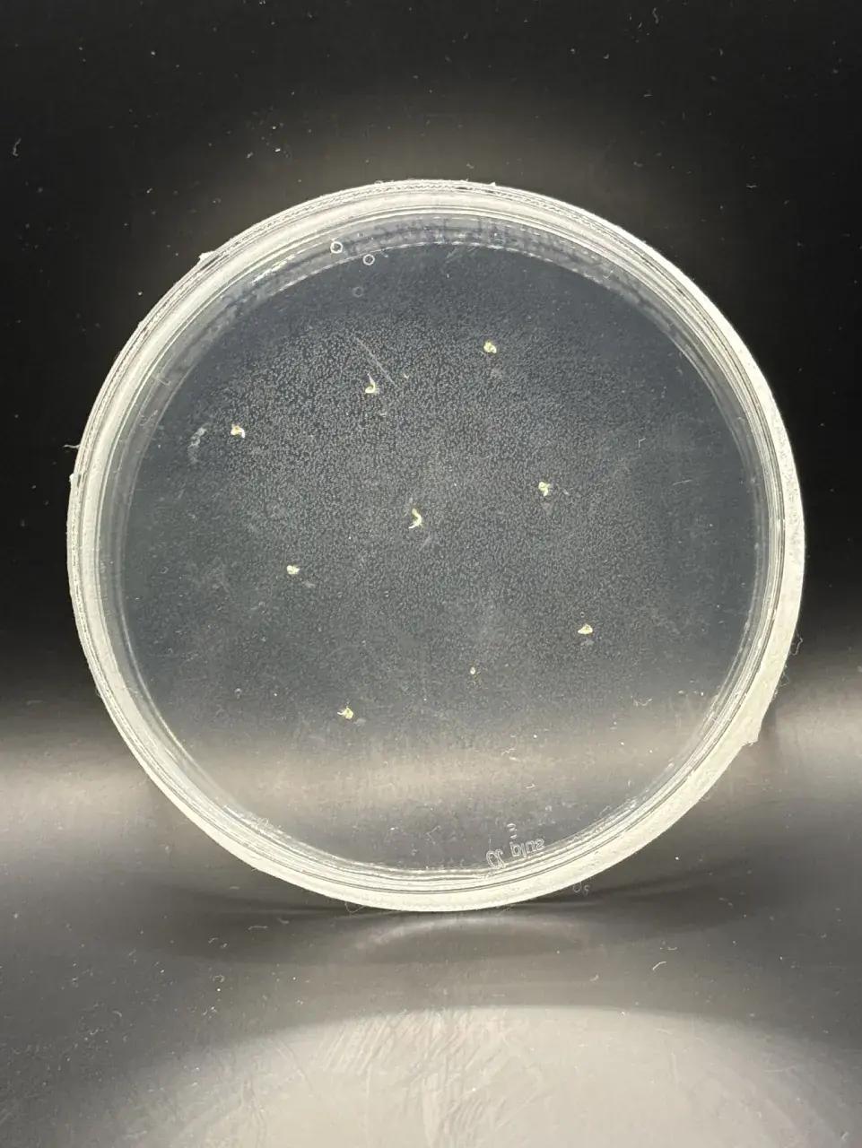 A round agar plate on a dark ground with a few small seedlings scattered across it.
