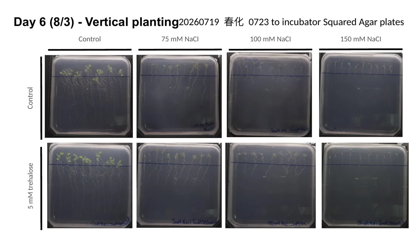 Day 6 vertical square plates, control and trehalose rows across 0, 75, 100 and 150 mM NaCl; roots shorten as salt rises.