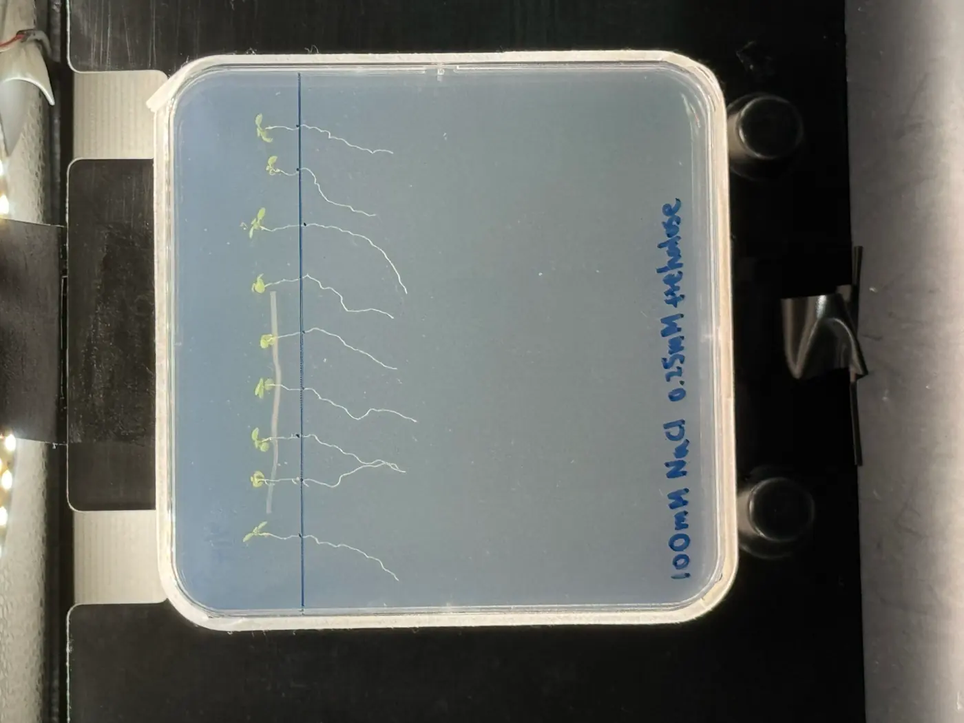 A square vertical agar plate labelled 100 mM NaCl 0.15 M trehalose, with a row of seedlings whose roots grow straight down.