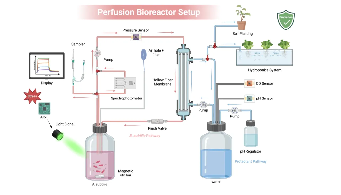 Schematic of the perfusion bioreactor setup: the culture bottle and hollow-fiber cartridge on one loop, the protectant bottle on the other, a green light source and plants downstream.