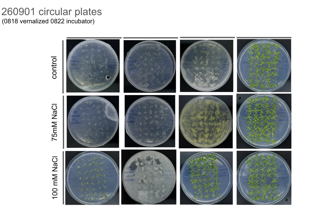 A grid of twelve circular agar plates dated 1 September, rows for control, 75 mM and 100 mM NaCl. Several plates are clouded or overgrown by bacterial contamination; a few show healthy seedlings.