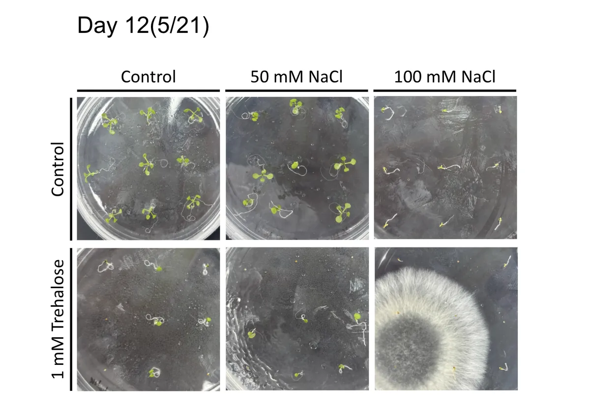 Day 12 plates: control, 50 mM and 100 mM NaCl, with and without 1 mM trehalose; seedlings shrink with salt and one trehalose plate is overgrown by a fungal colony.