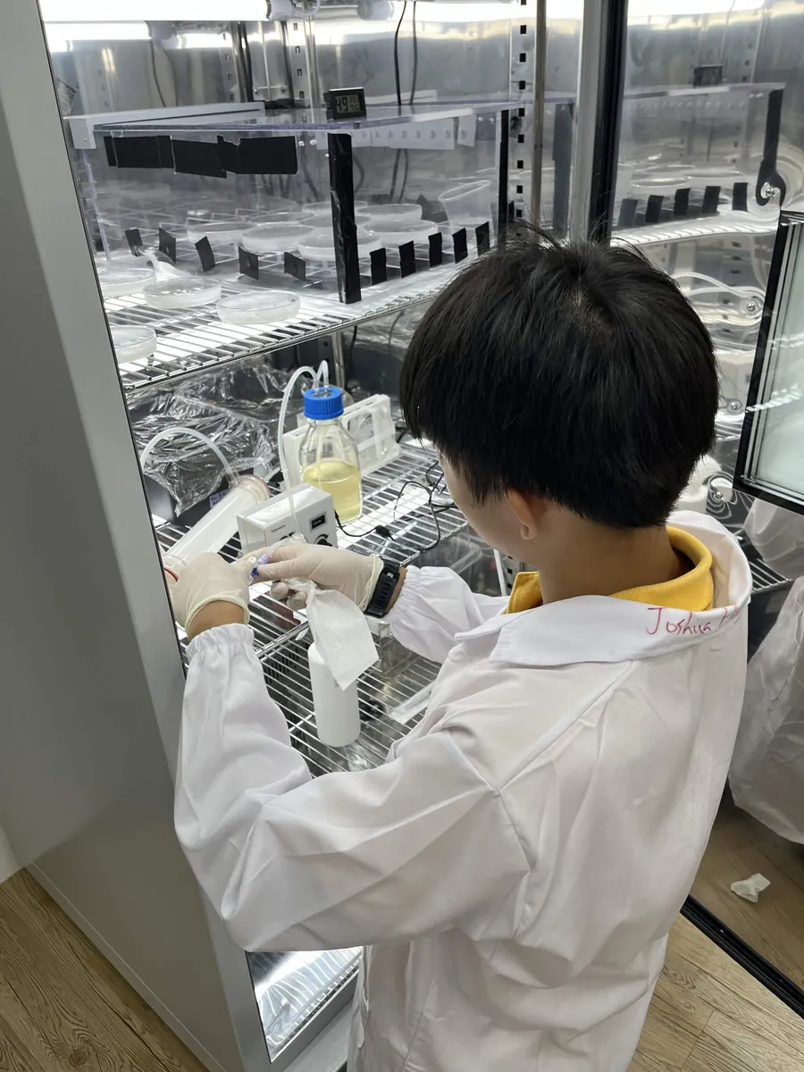 A student at an open incubator shelf sets up the first bioreactor loop around a culture bottle.