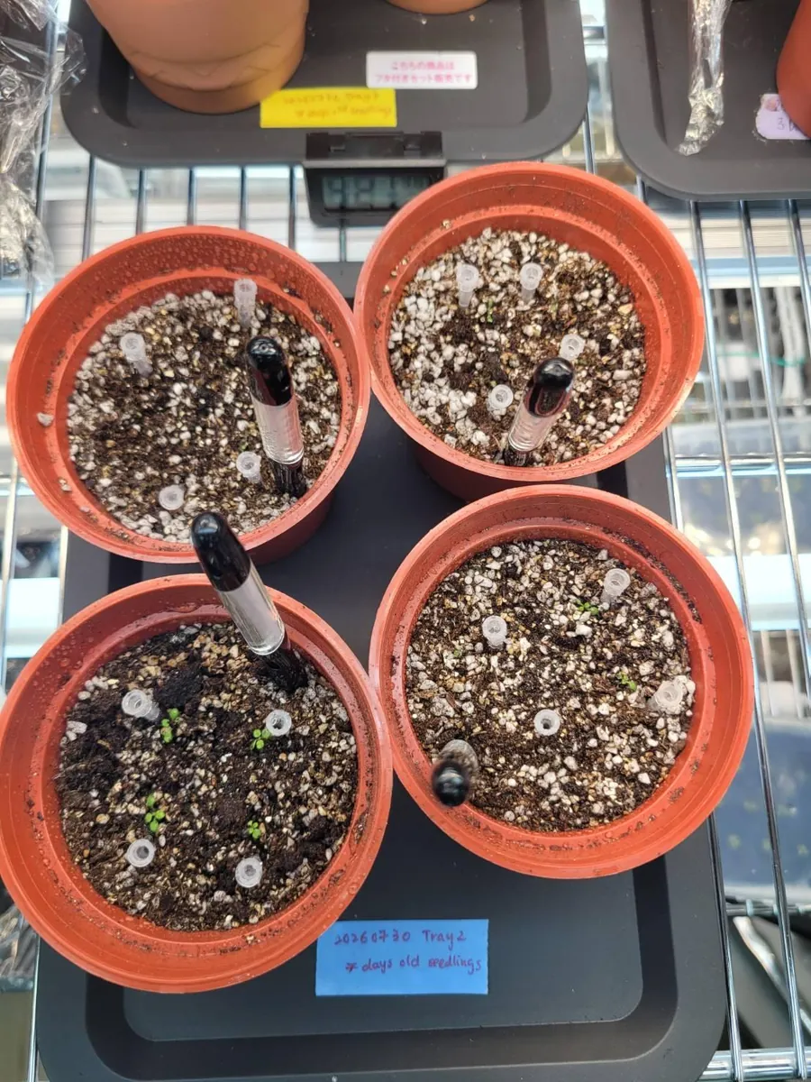 Four terracotta pots of peat, perlite and vermiculite on a tray, each with seed tubes and a marker, labelled as tray 2 with seven-day-old seedlings.