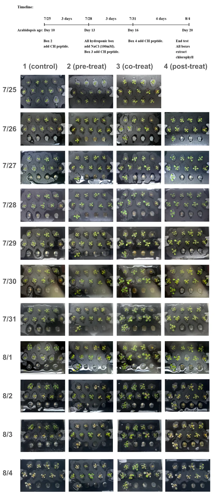 A timeline from 7/25 to 8/4 above eleven daily rows of hydroponic boxes, in four columns: control, pre-treatment, co-treatment and post-treatment with CH peptide under 100 mM NaCl.