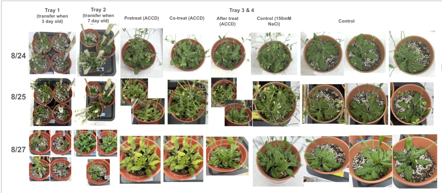 Pots photographed on 24, 25 and 27 August: trays 1 and 2, then ACCD pre-treatment, co-treatment and after-treatment pots beside a 150 mM NaCl control and untreated controls.