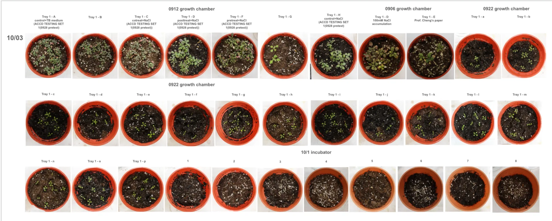 Pots photographed on 3 October across three growth chambers and an incubator, labelled by tray and by ACCD pre-treatment, co-treatment, post-treatment and control condition.