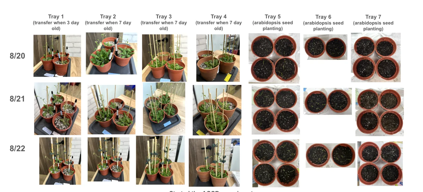A grid of soil-tray photos from 20 to 22 August. Trays 1 to 4 hold seedlings transferred at three or seven days old; trays 5 to 7 were seeded directly into the pots and show only scattered cotyledons.
