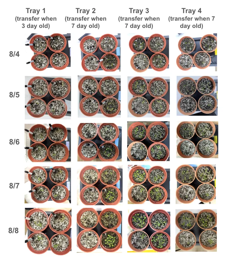 A grid of photos of four soil trays, transferred at three or seven days old, taken daily from 4 to 8 August.