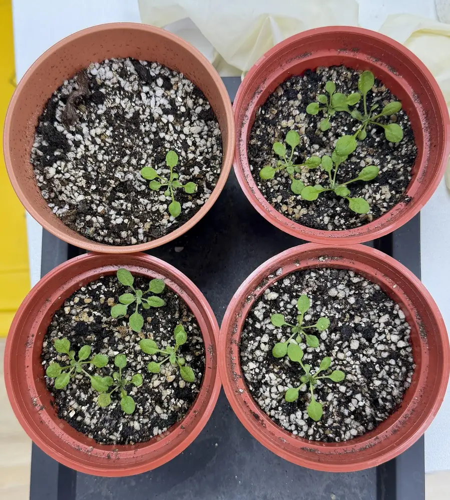 Four pots of soil seen from above, each holding young Arabidopsis rosettes.