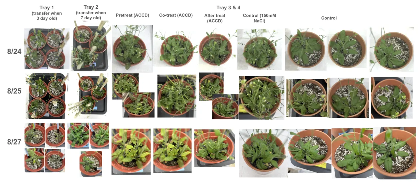 Photos of soil trays and pots on 24, 25 and 27 August: pre-treatment, co-treatment and after-treatment with ACCD, a 150 mM NaCl control and an untreated control.
