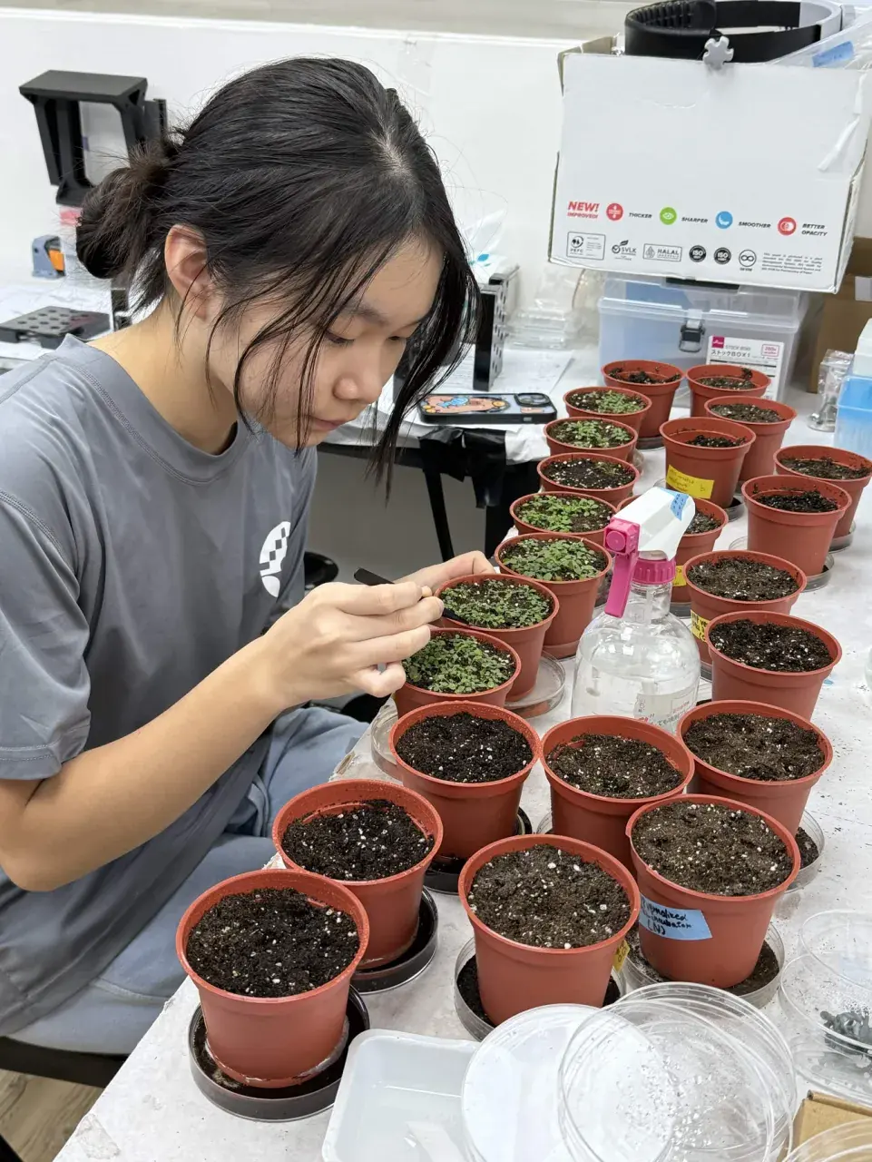 A student leans over rows of small pots of Arabidopsis on a lab bench, checking the seedlings.