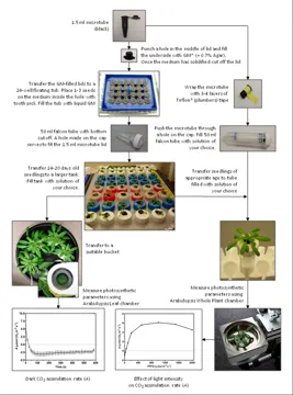 Flow chart: a black 1.5 ml microtube lid filled with agar medium, seeds placed in a floating tub, seedlings moved to larger tanks, then photosynthesis measurements.
