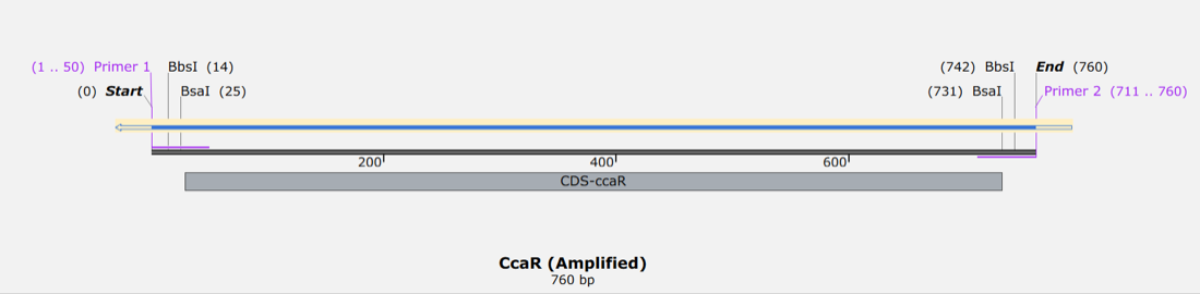 Amplicon map of CcaR, 760 base pairs, with primer 1 covering bases 1 to 50, primer 2 covering 711 to 760, and BbsI and BsaI sites inside both tails.