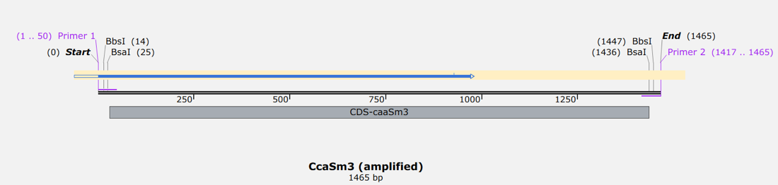Amplicon map of CcaSm3 with primer 1 and primer 2 at the ends and BbsI and BsaI sites inside each tail.