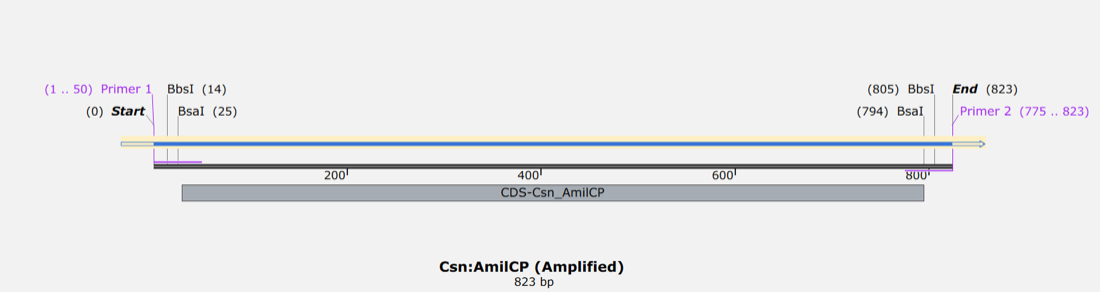 Amplicon map of the Csn to AmilCP reporter fusion with primer tails carrying BbsI and BsaI at both ends.