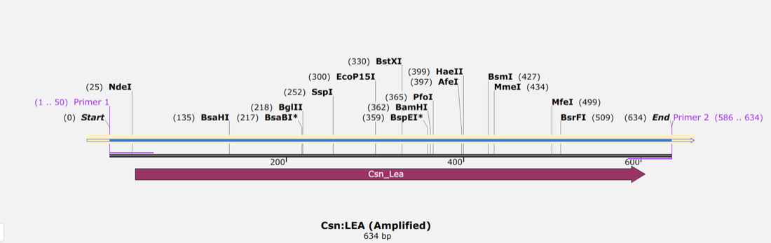 Amplicon map of the Csn to LEA fusion with primer tails carrying BbsI and BsaI at both ends.