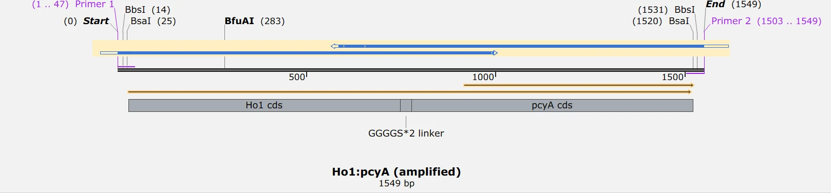 Amplicon map of Ho1:pcyA, 1549 base pairs, with primer 1 at the left end, primer 2 at the right, BbsI and BsaI sites inside both tails, and the two coding sequences joined by a GGGGS times two linker.