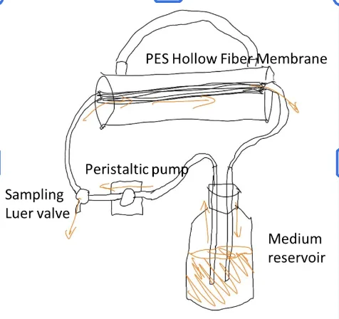 Hand drawing of prototype I: a PES hollow fibre membrane at the top, tubing down to a peristaltic pump, a sampling luer valve on the left and a medium reservoir on the right, with orange arrows showing the direction of flow.
