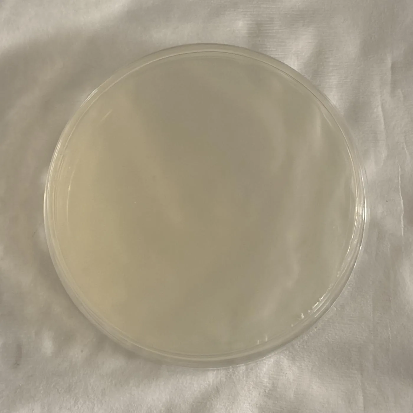 A single LB agar plate photographed on white cloth, the surface clear and even with no visible colonies.