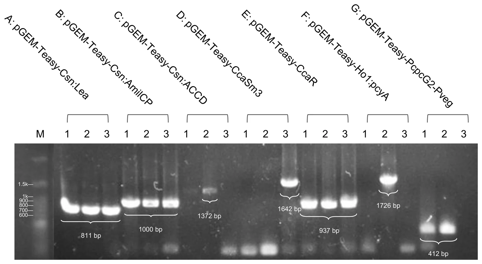 Agarose gel under angled labels A to G for the seven pGEM-T Easy sets, three lanes each, with expected sizes marked under the bands: 811, 1000, 1372, 1642, 937, 1726 and 412 bp.