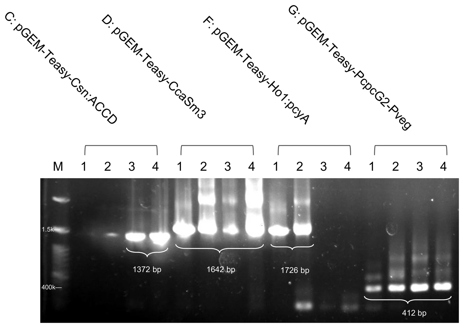 Agarose gel under angled labels C, D, F and G, four lanes each, with bands marked at 1372, 1642, 1726 and 412 bp.