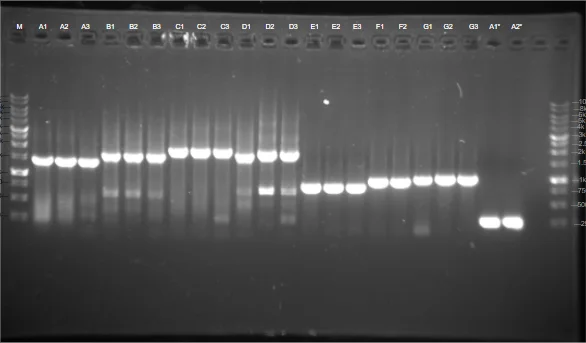 Agarose gel of twenty-three lanes labelled A1 to G3 plus two starred lanes, most carrying a band.