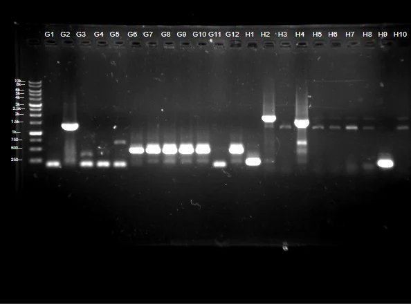Agarose gel of twenty-two lanes labelled G1 to G12 and H1 to H10, with strong bands in G2, H2 and H4.