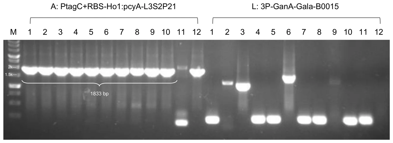 Agarose gel of twenty-five lanes labelled M, A1 to A12 and L1 to L12, with strong bands across the A group and scattered small bands in the L group.