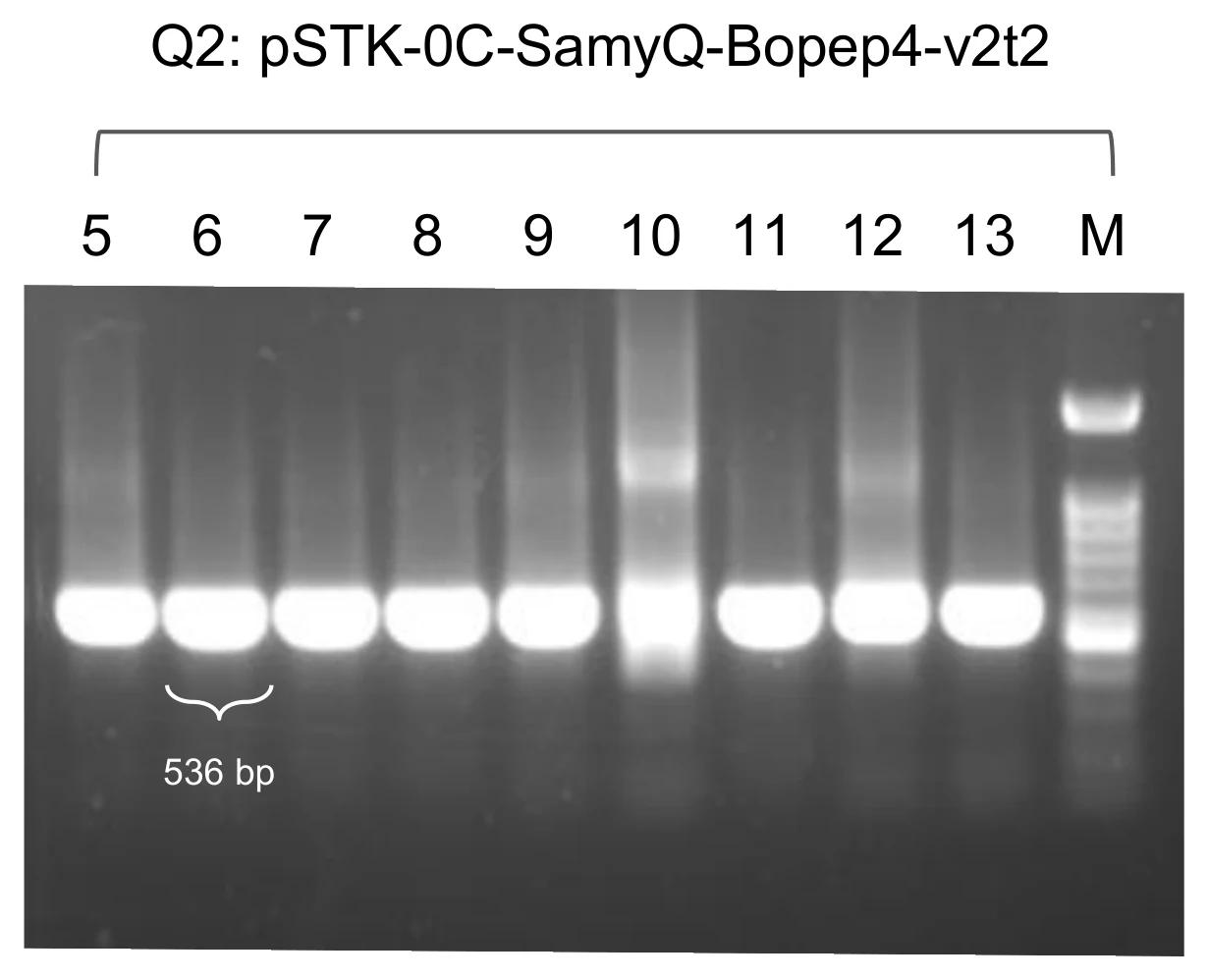 Agarose gel of nine sample lanes and a ladder, each sample lane carrying one band.