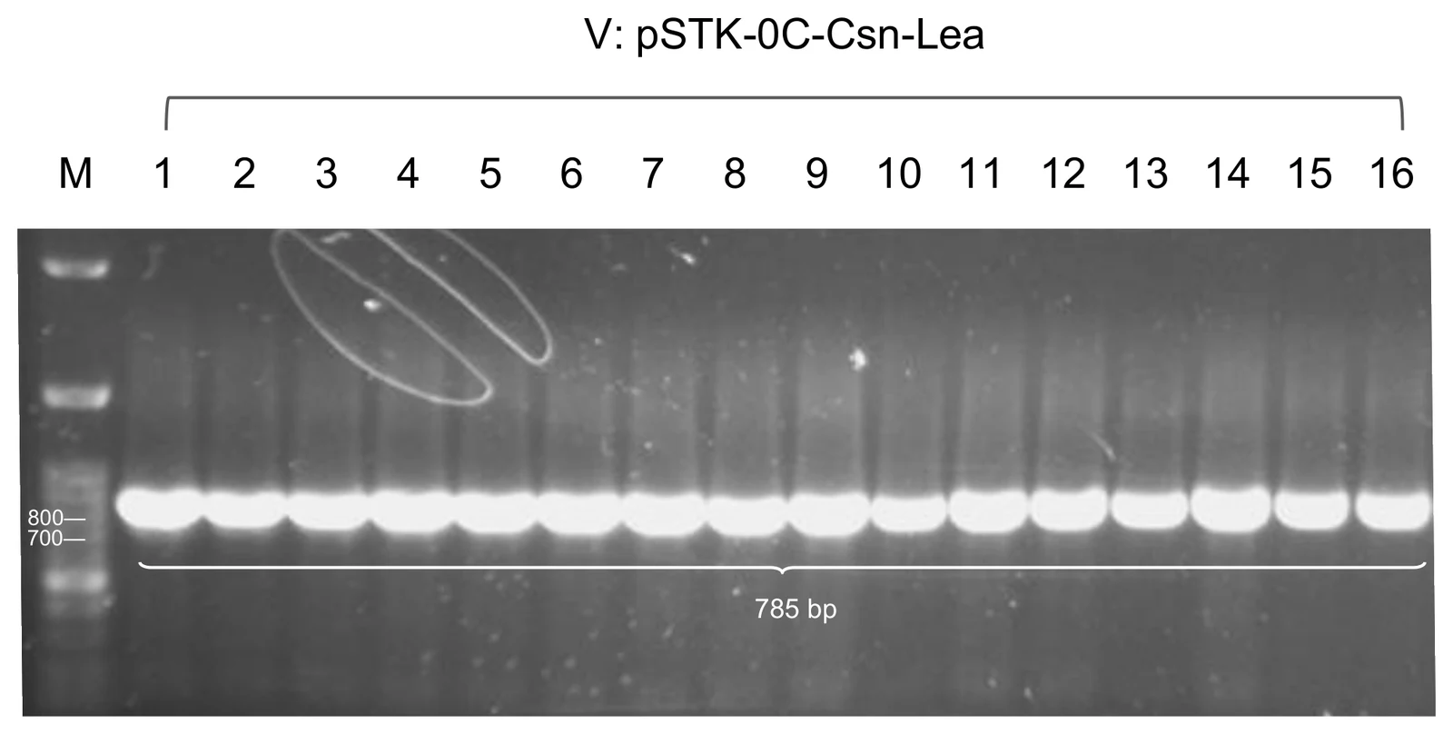 Agarose gel titled V: pSTK-0C-Csn-Lea, a ladder and lanes 1 to 16, every sample lane carrying one bright band marked 785 bp.
