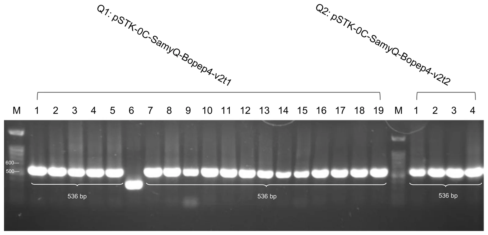 Agarose gel of lanes Q1-1 to Q1-19 and Q2-1 to Q2-4, with a bright band in every lane except Q1-6.