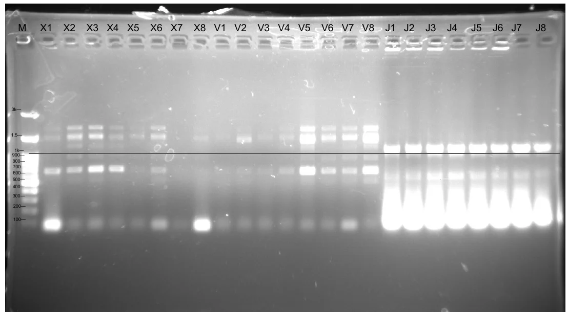 Agarose gel of twenty-five lanes: a ladder, X1 to X8, V1 to V8 and J1 to J8, with paired bands above and below the 1 kilobase mark in several of the X and V lanes and a bright band in every J lane.