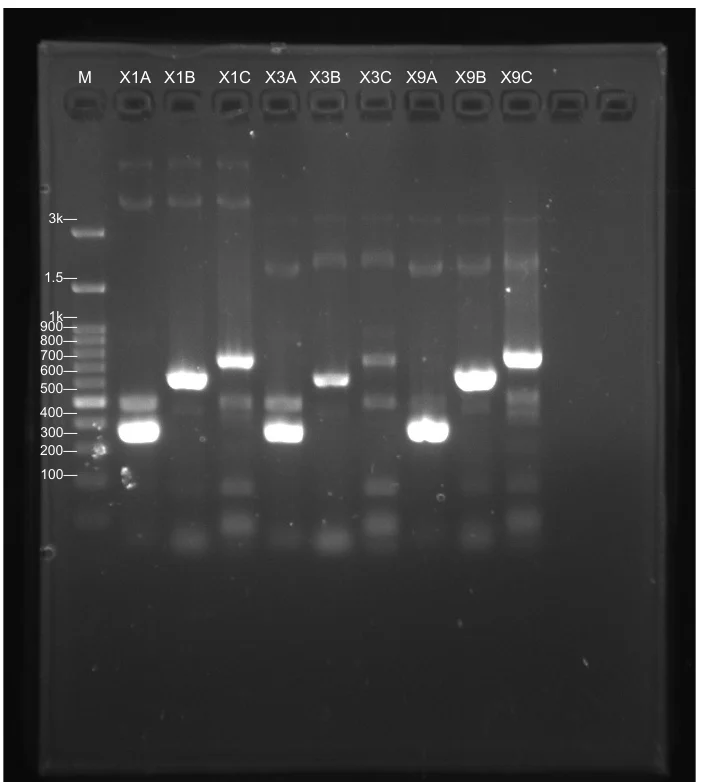 Agarose gel with a ladder and nine sample lanes labelled X1A, X1B, X1C, X3A, X3B, X3C, X9A, X9B and X9C, each carrying a bright band, the A lanes near 300 base pairs and the B and C lanes between 500 and 700.