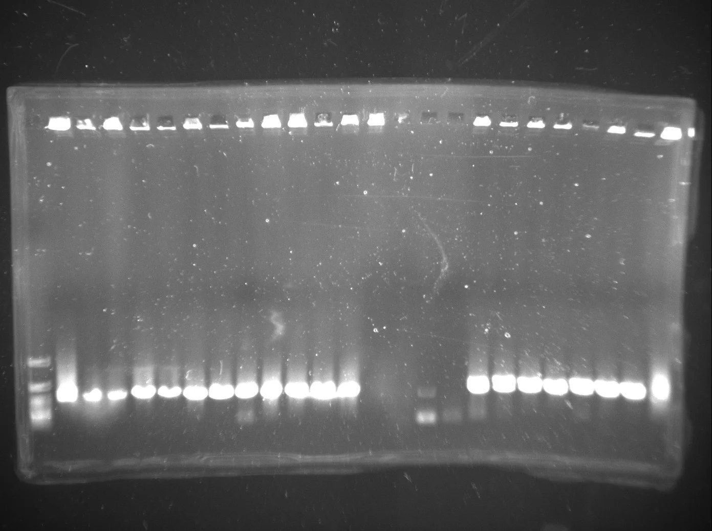 Agarose gel photographed on a transilluminator, a ladder at the left and about twenty-four sample lanes, most carrying one bright band at the same low height with three lanes near the middle almost empty.