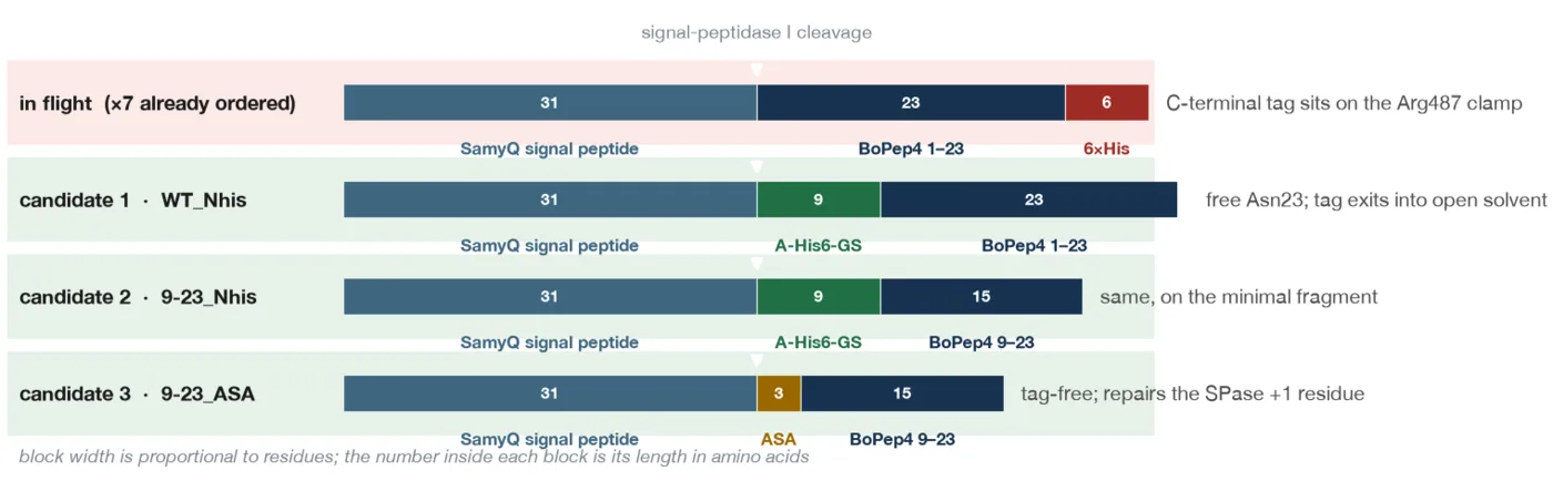 Every BoPEP4 expression cassette drawn to scale on a common axis, showing where the affinity tag sits in each one.