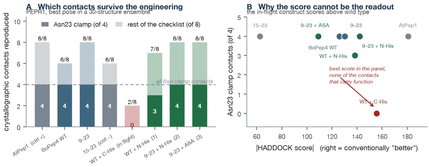 Two panels: how much of the crystallographic interface each construct reproduces, and the same data plotted against docking score. The already-ordered construct scores best and makes none of the contacts.